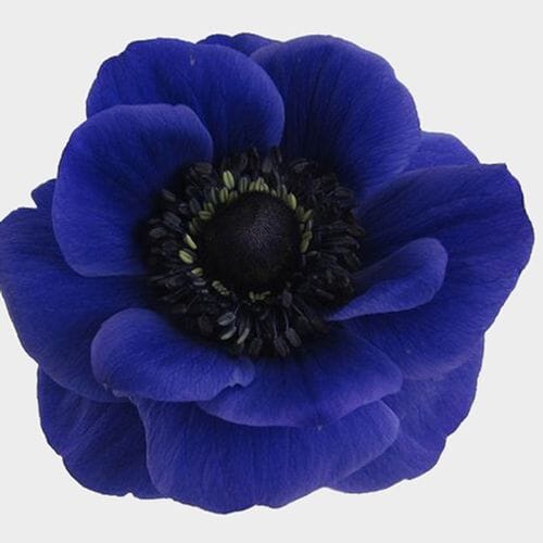 Wholesale flowers prices - buy Anemone Blue Flowers (50 Stems) in bulk