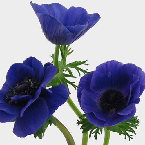 Anemone Blue Flowers (50 Stems)