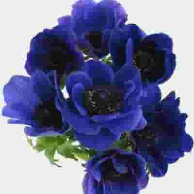 Assorted Winter Anemones 15 Bunch X 10 Stem Box (150 Stems) - Wholesale -  Blooms By The Box