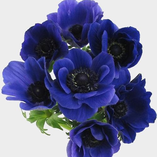 Anemone Blue Flowers (50 Stems)