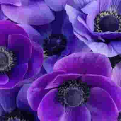 Anemone Blue Flowers (50 Stems) - Wholesale - Blooms By The Box