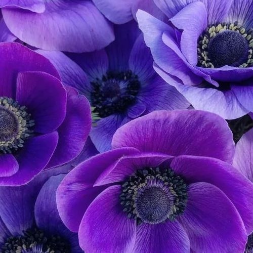 Anemone Blue Flowers (50 Stems)