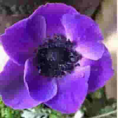 Anemone Blue Flowers (50 Stems) - Wholesale - Blooms By The Box