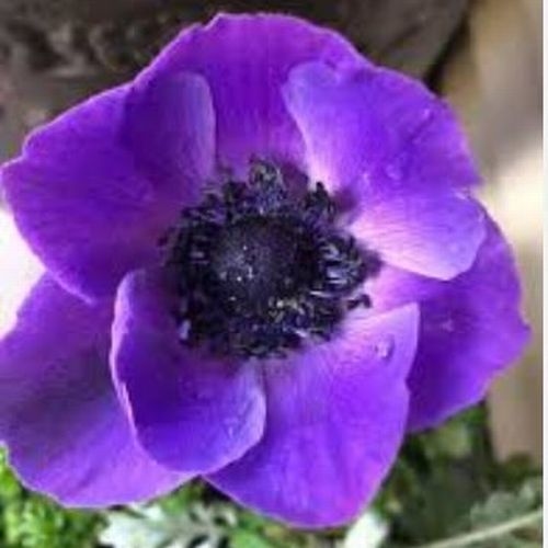 Anemone Blue Flowers (50 Stems)