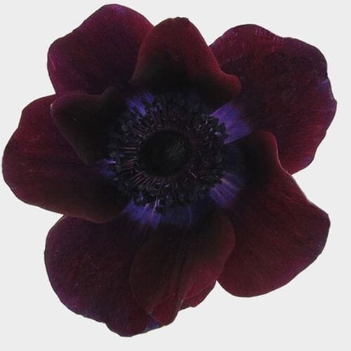 Bulk flowers online - Anemone Burgundy (50 Stems)