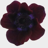 Anemone Burgundy (50 Stems)