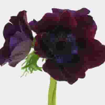 Anemone Burgundy (50 Stems)