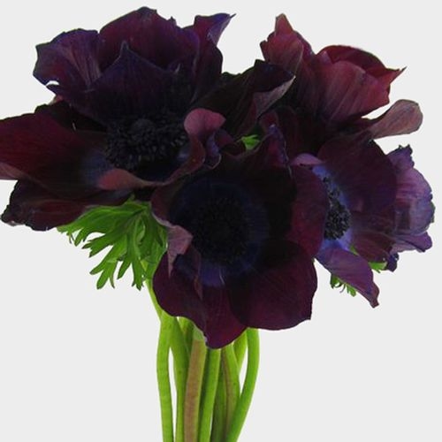 Anemone Burgundy (50 Stems)