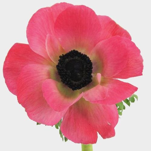 Wholesale flowers prices - buy Anemone Pink (50 Stems) in bulk