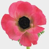 Anemone Pink (50 Stems)