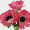 Anemone Pink (50 Stems)