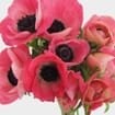 Anemone Pink (50 Stems)