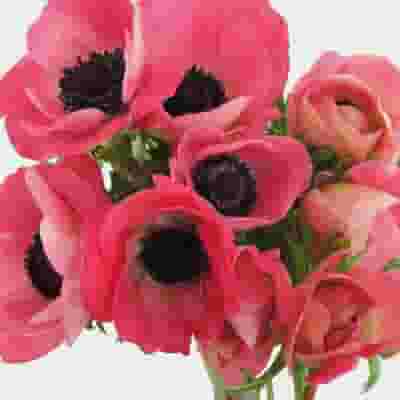 Assorted Winter Anemones 15 Bunch X 10 Stem Box (150 Stems) - Wholesale -  Blooms By The Box