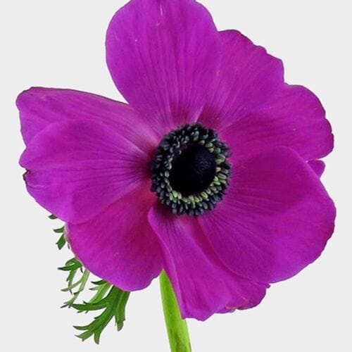Wholesale flowers prices - buy Anemone Hot Pink (50 Stems) in bulk