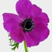 Anemone Hot Pink (50 Stems)