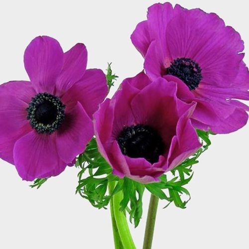 Anemone Hot Pink (50 Stems) - Wholesale - Blooms By The Box