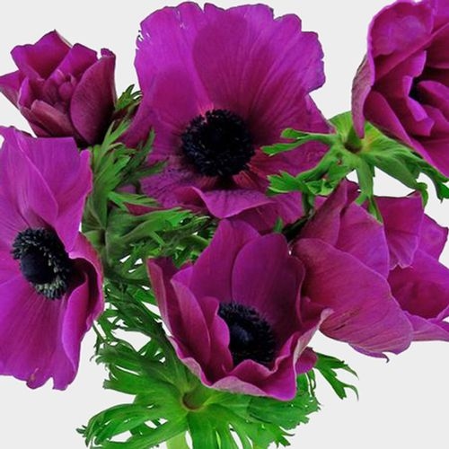 Anemone Hot Pink (50 Stems) - Wholesale - Blooms By The Box