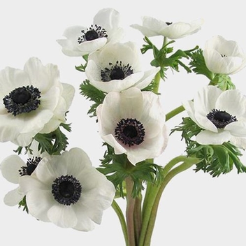 Anemone White W/ Black Eye Flower (50 Stems) - Wholesale - Blooms By The Box