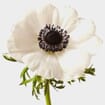 Anemone White W/ Black Eye Flower (50 Stems)