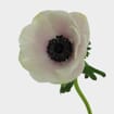 Anemone White W/ Black Eye Flower (50 Stems)