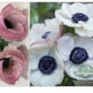 Anemone White W/ Black Eye Flower (50 Stems)