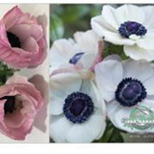 Anemone White W/ Black Eye Flower (50 Stems)