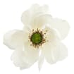 Anemone White W/ Green Eye Flower (50 Stems)