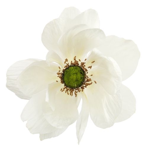 Anemone White W/ Green Eye Flower (50 Stems)