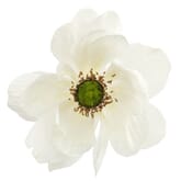 Anemone White W/ Green Eye Flower (50 Stems)
