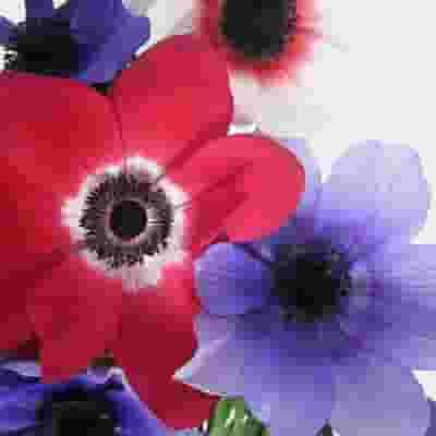 Anemone White W/ Green Eye Flower (50 Stems)