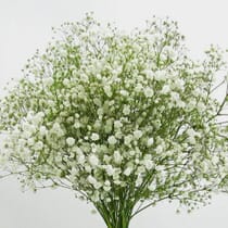 Gypsophila Excellence Flowers - Wholesale - Blooms By The Box