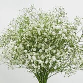 Gypsophila Excellence Flowers