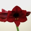 Amaryllis