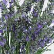 English Lavender (10 Bunches)
