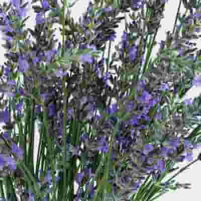 English Lavender (10 Bunches)