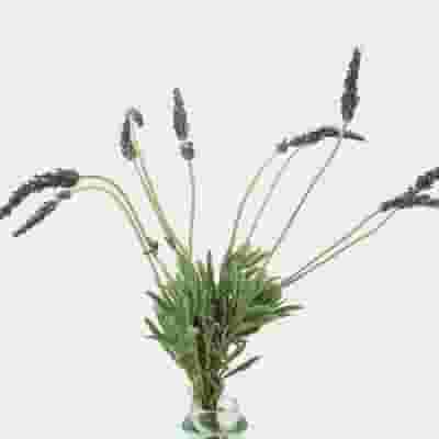 English Lavender (10 Bunches)