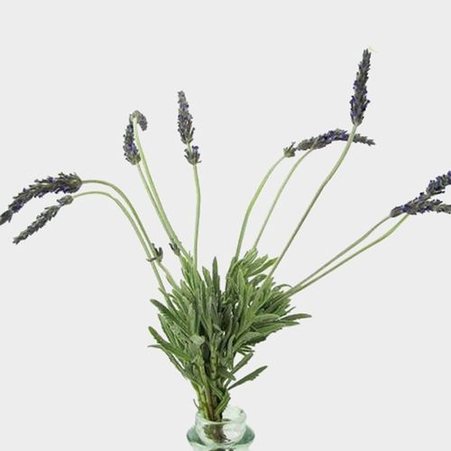 English Lavender (10 Bunches) - Wholesale - Blooms By The Box
