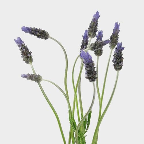 Wholesale flowers prices - buy French Lavender (10 Bunches) in bulk