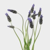 French Lavender (10 Bunches)