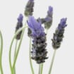 French Lavender (10 Bunches)