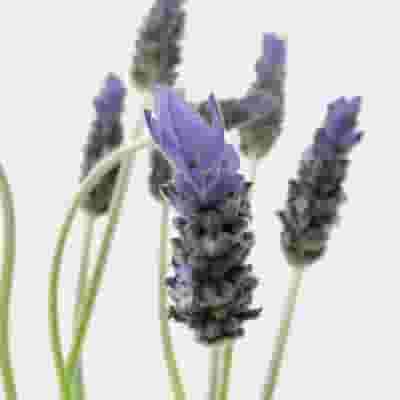 Loose Dried French Lavender Flowers - New York – Lavender By The Bay