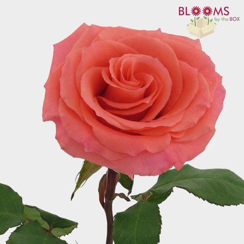 Rose Amsterdam Coral 40 Cm - Wholesale - Blooms By The Box