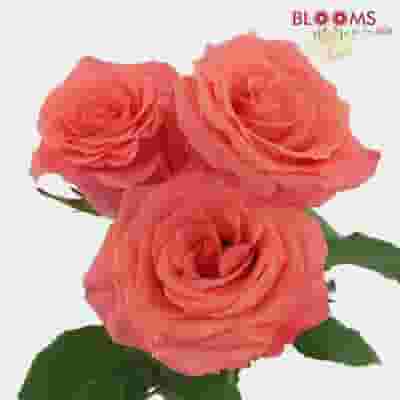 Rose Amsterdam Coral 40 Cm