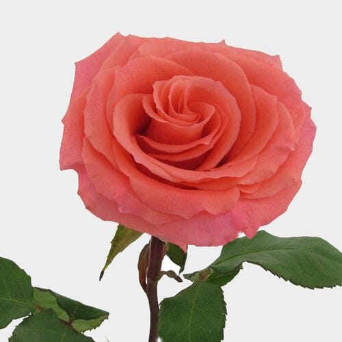 Wholesale flowers prices - buy Rose Amsterdam Coral 40 Cm in bulk