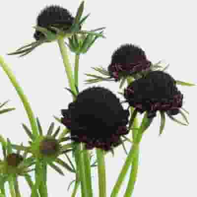 Burgundy Scabiosa  Flowers (10 Bunches)