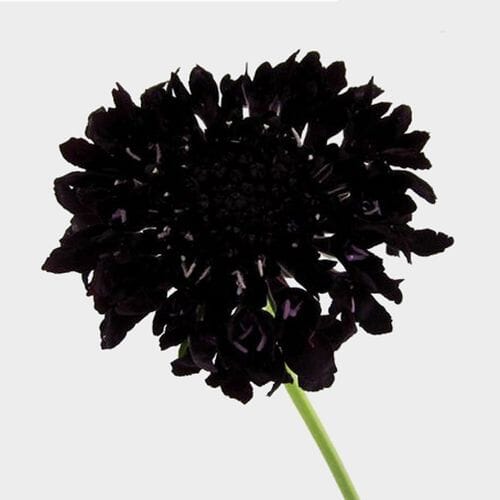 Wholesale flowers: Burgundy Scabiosa  Flowers (10 Bunches)