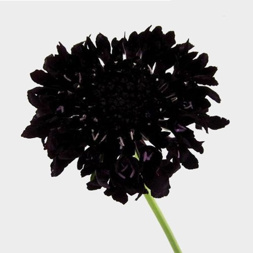Flower Stem png download - 800*774 - Free Transparent Plant png