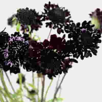 Burgundy Scabiosa  Flowers (10 Bunches)