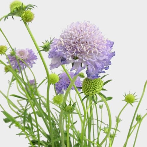 Bulk flowers online - Lavender Scabiosa  Flowers (10 Bunches)