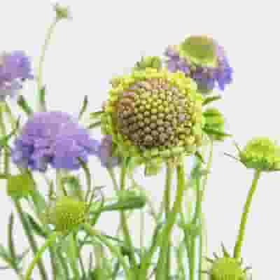 Lavender Scabiosa  Flowers (10 Bunches)